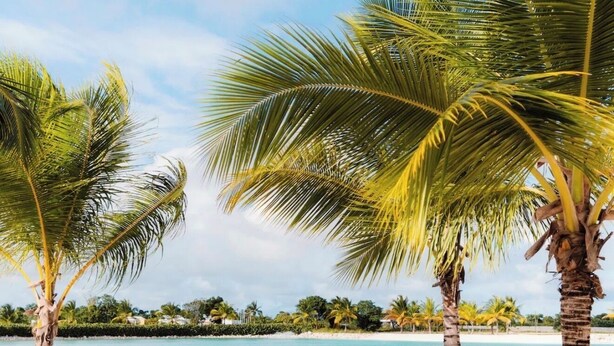 Ein Strand mit Palmen und Liegestühlen.