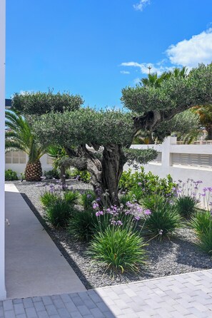 Ein angelegter Garten mit einem großen Baum, einer Palme und violetten Blumen.