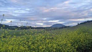 A field of yellow flowers with a mountain in the background. - Cascade Valley Wonderland campground in Hornbrook perfect for outdoor adventures (HORNBROOK)