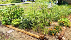 Um jardim com canteiros elevados, uma treliça de madeira e diversas plantas.