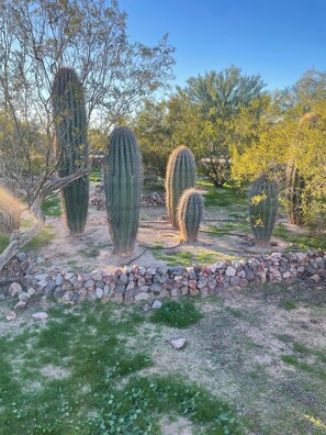 A desert garden with cacti and a stone wall.