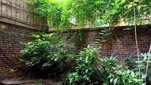 A brick wall with greenery growing over it. - Luxury 4-Bedroom UES Townhouse with Private Deck and Garden (New York)