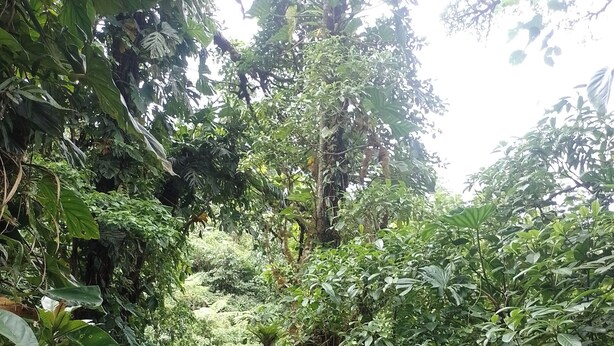 A natural setting with dense foliage, a dirt path, and a blue body of water in the background.