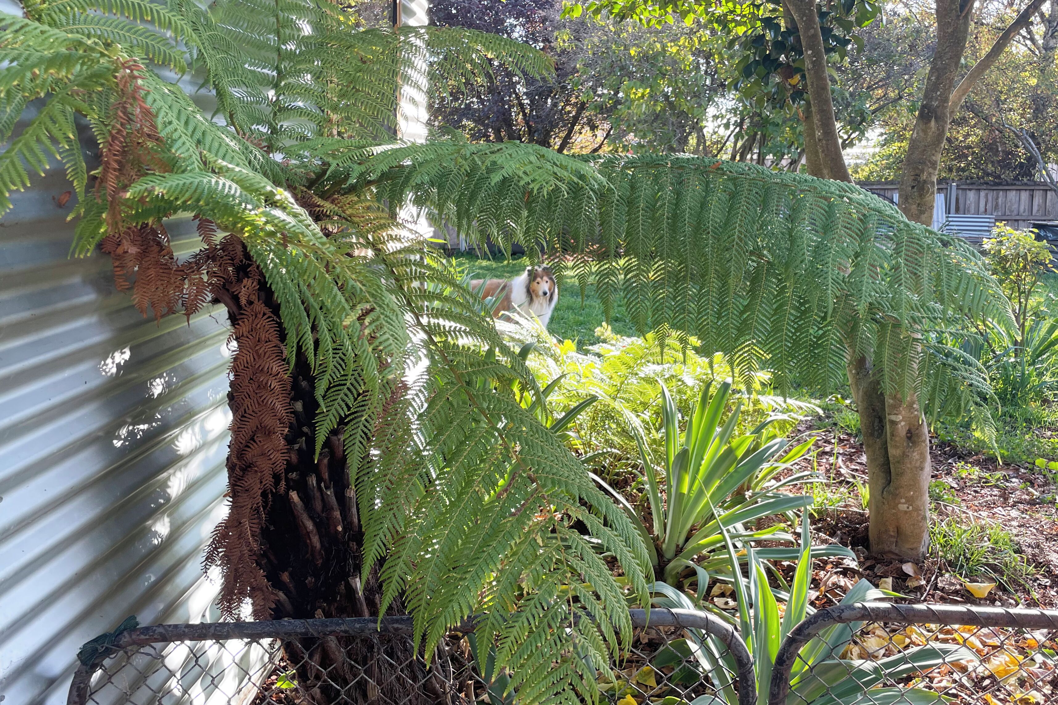 A garden with various plants and a corrugated metal wall.