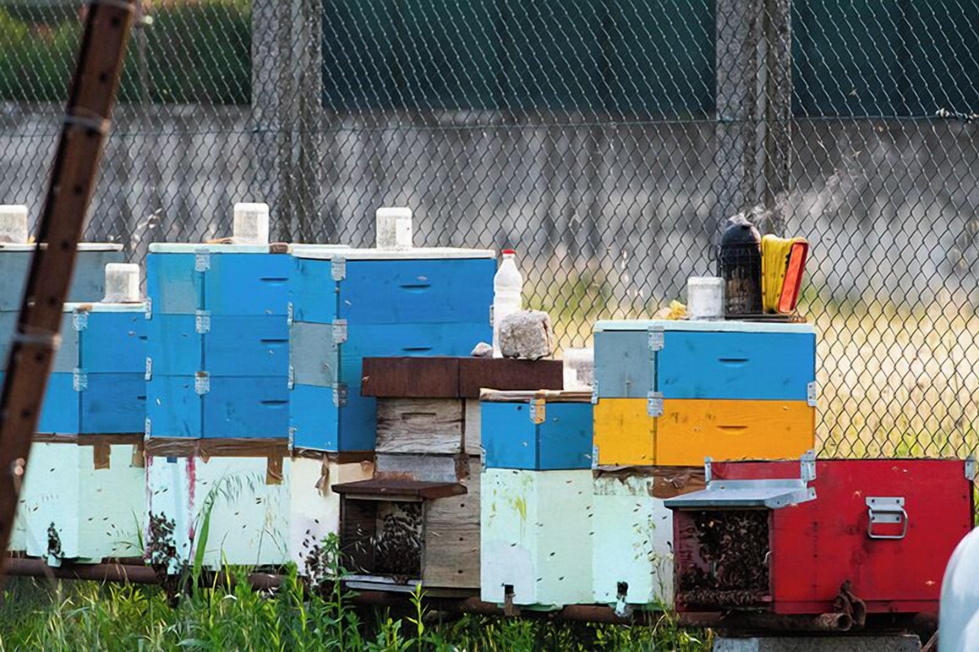 A row of beehives in various colors, a fence, and a grassy area.