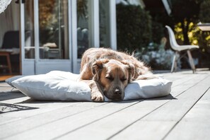En hund som vilar på en vit kudde på ett trädäck.