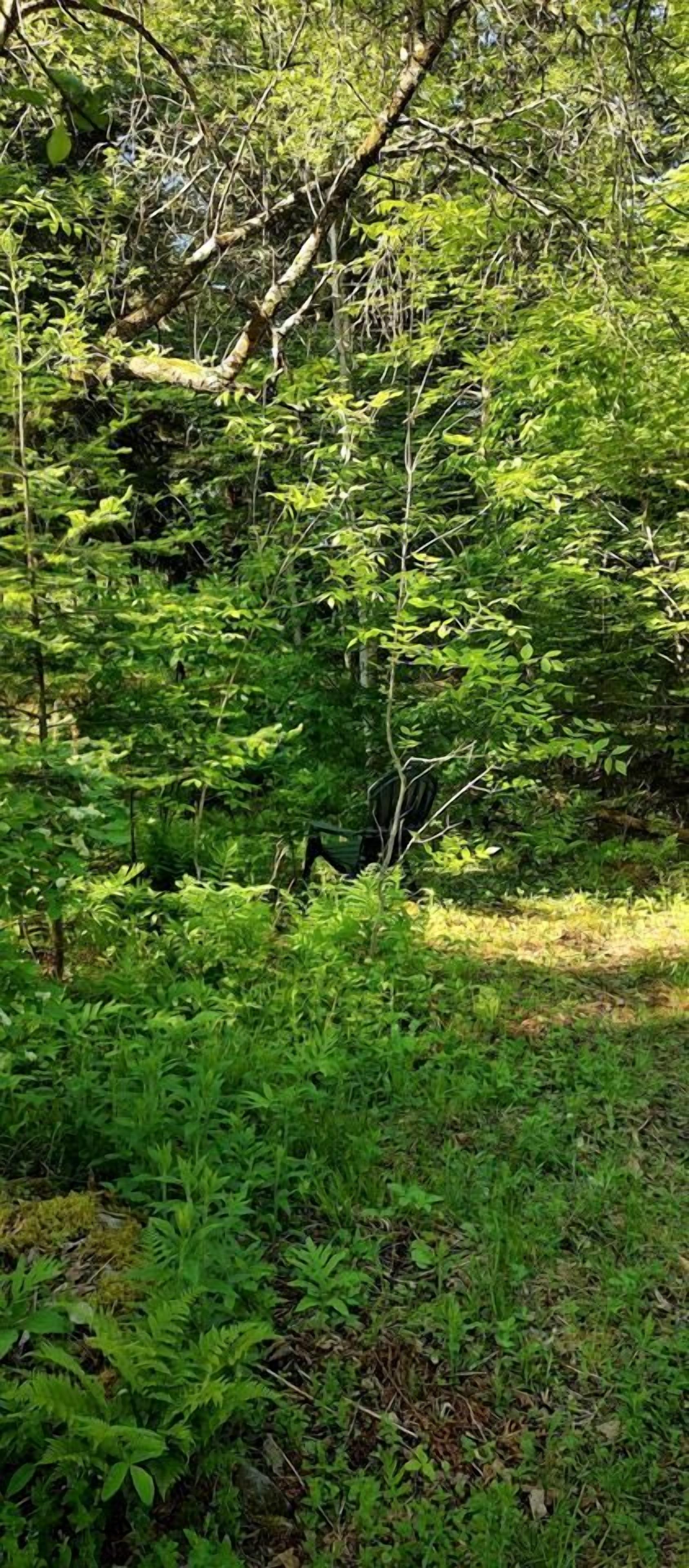 Un bosque denso con diversas plantas y árboles verdes.