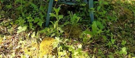 Una silla verde en un área boscosa.