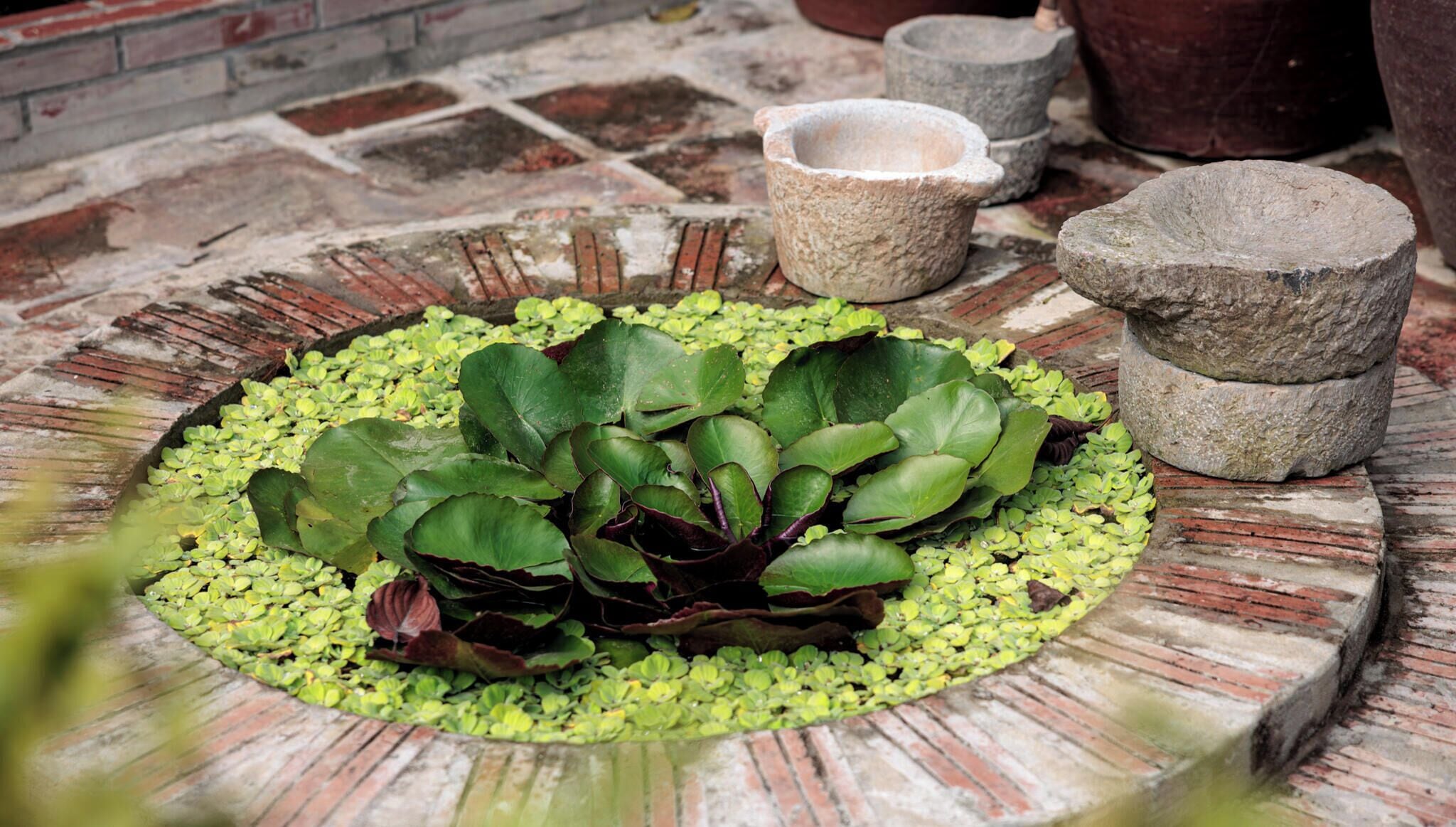 Una estructura circular de piedra con plantas acuáticas y recipientes de piedra.
