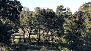 Oklassificerad bild, 3 av 57, knapp
