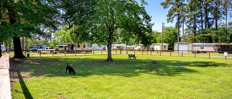 A grassy area with trees, a bench, and RVs.