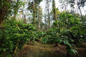 Un bosque denso con árboles altos y un sendero estrecho.