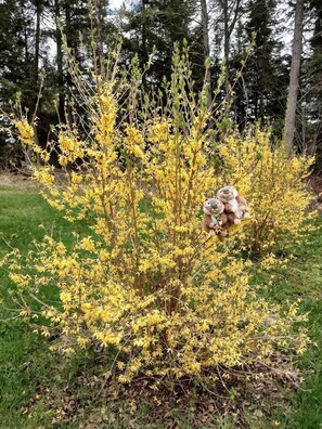 A garden with yellow flowering bushes and a teddy bear placed on the ground.