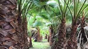 Een pad omzoomd met palmbomen dat door een weelderig, groen gebied loopt.