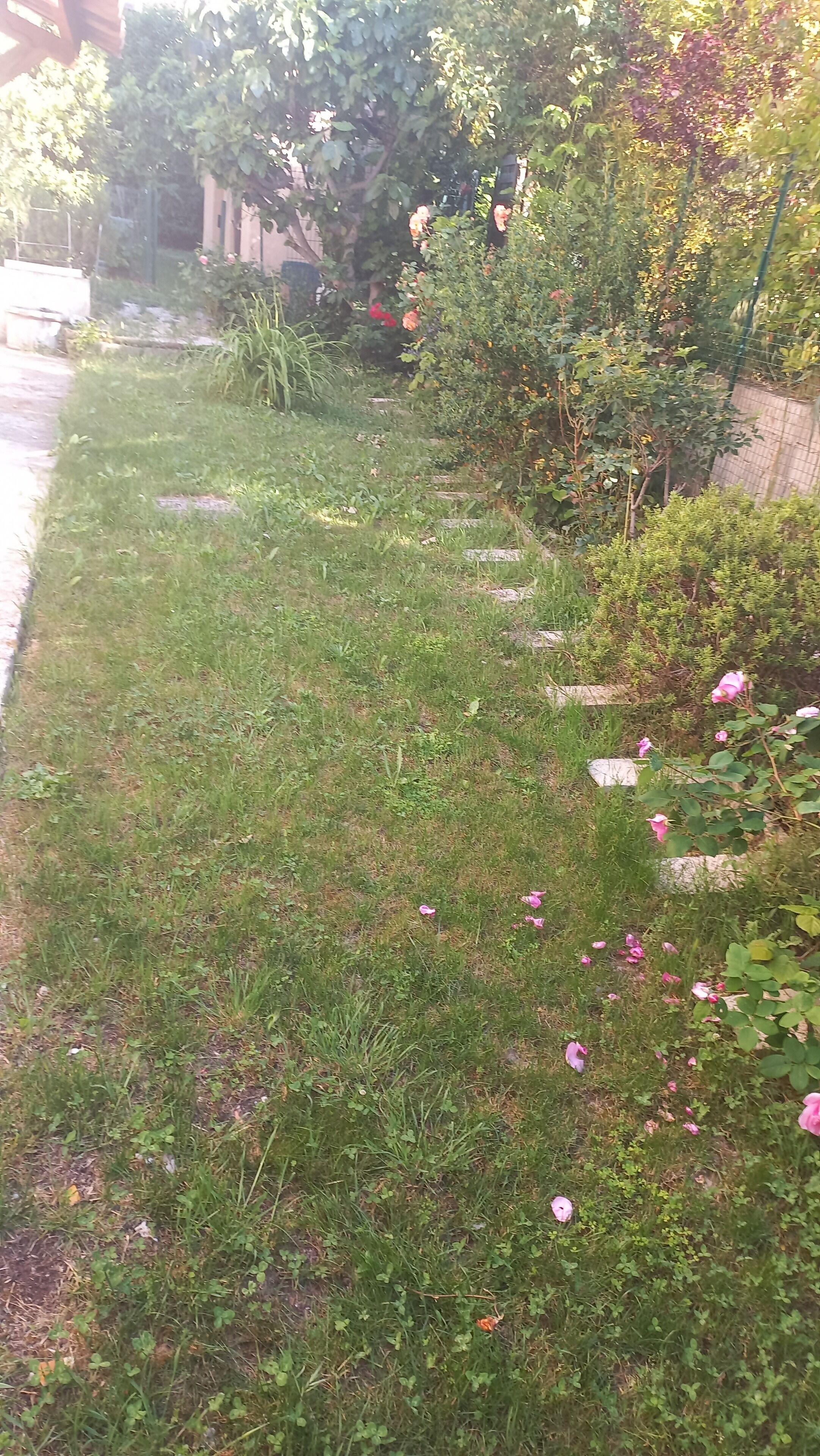 Uma área gramada com flores cor-de-rosa esparsas e folhagem densa.