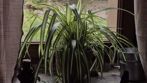 Una ventana que muestra una casa, una planta y un florero.