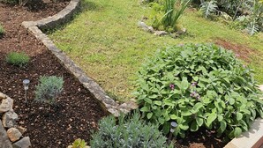 A garden with various plants and a stone wall. - House Holiday House (Okrug)