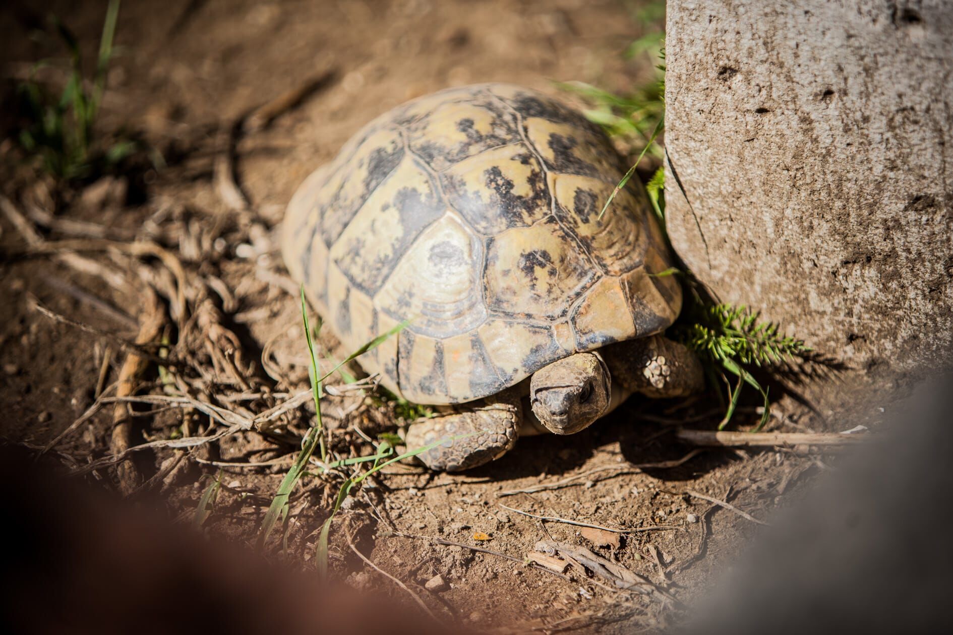 A tortoise on the ground near a tree.