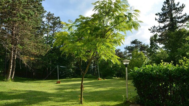 Une zone herbeuse bien entretenue, avec un petit arbre, un lampadaire et un feuillage dense en arrière-plan.