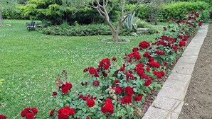 Ein Garten mit einer Reihe roter Rosen, einem gepflasterten Weg und einem Baum im Hintergrund.