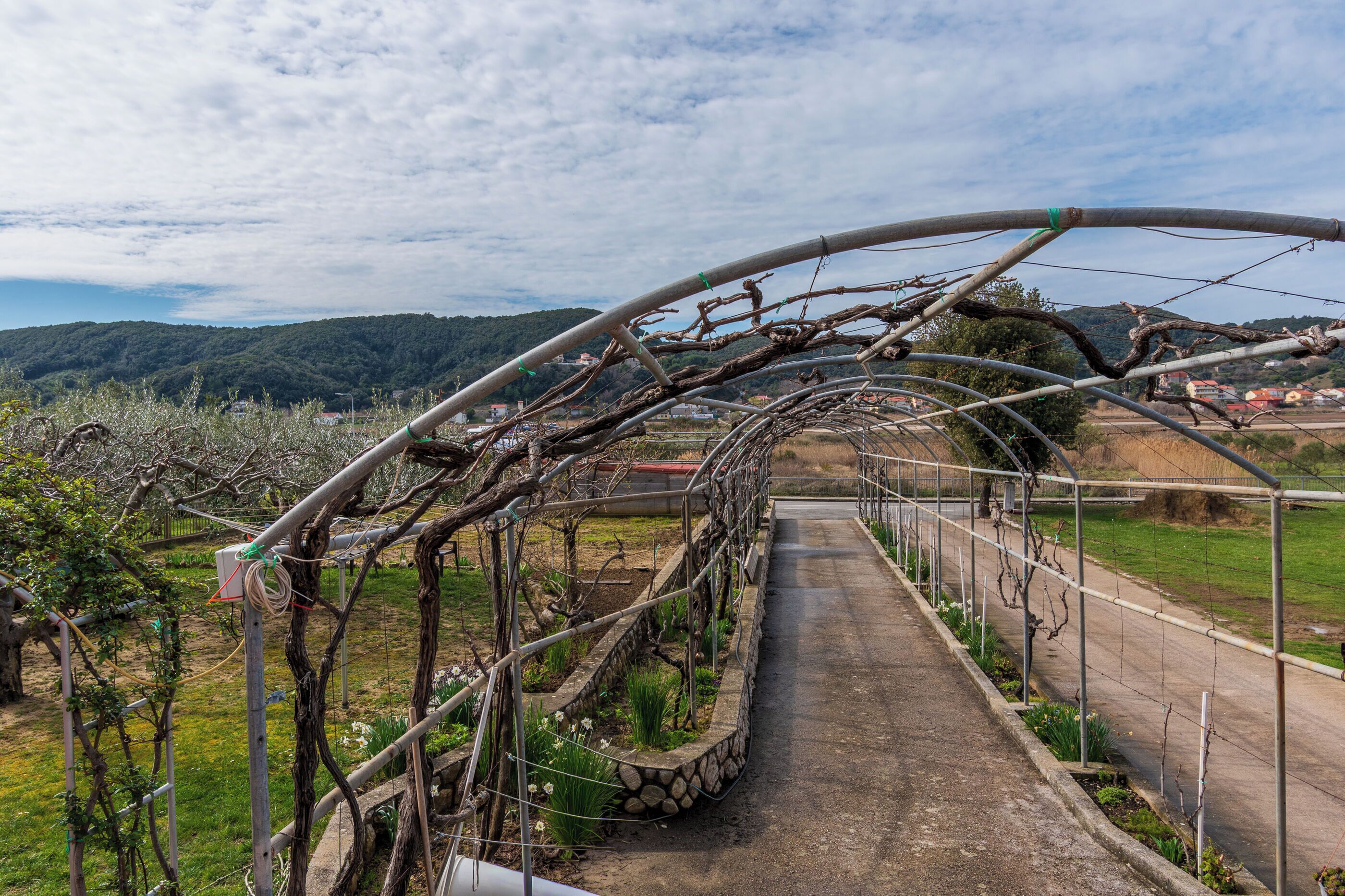 A vineyard with a metal trellis structure and a paved path.