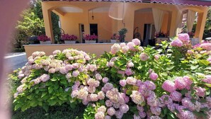 Ein Gebäude mit gelber Fassade, einer überdachten Veranda und einem Garten mit rosa Hortensienbüschen.