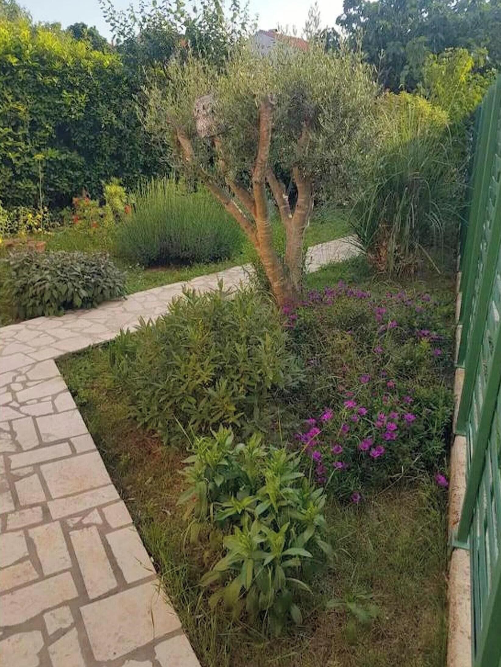 Ein Garten mit gepflastertem Weg, verschiedenen Pflanzen und einem Baum.