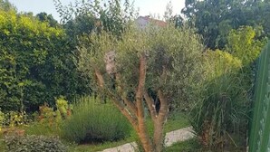 A garden with a paved walkway, various plants, and a tree. - Apartment Niko (Pula)