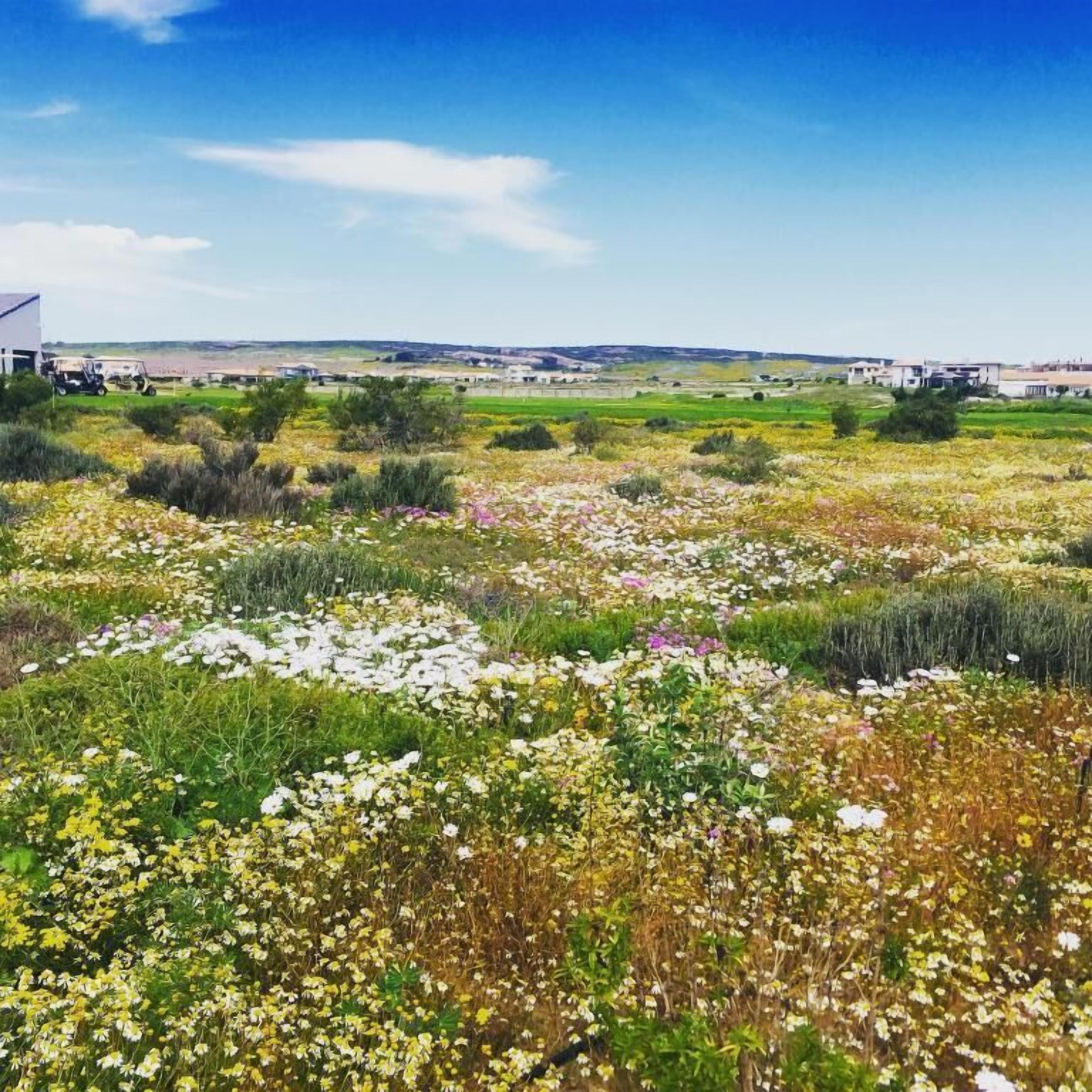 Un campo lleno de diversas flores silvestres y una vista distante de edificios.
