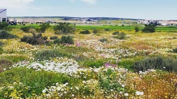 Un campo lleno de diversas flores silvestres y una vista distante de edificios.