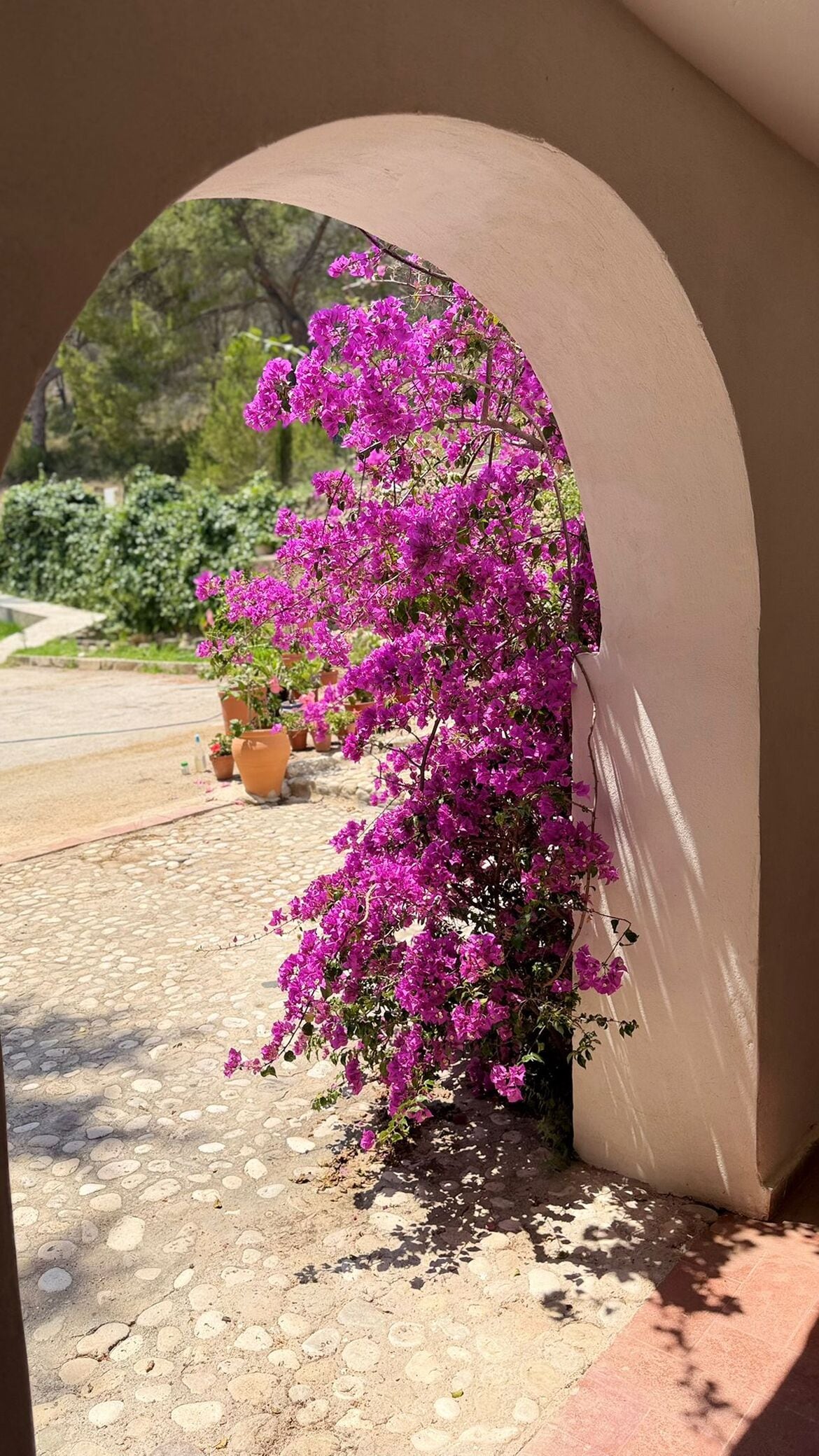 A doorway with a view of a garden featuring pink bougainvillea plants.