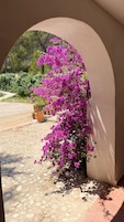 A doorway with a view of a garden featuring pink bougainvillea plants.