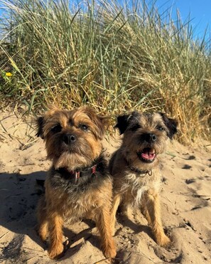 Pet-friendly - Dunes Apartment Troon (Troon)