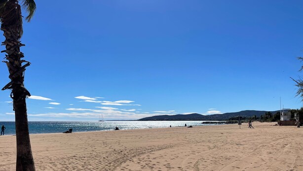 Una playa con huellas, una palmera y cielo despejado.