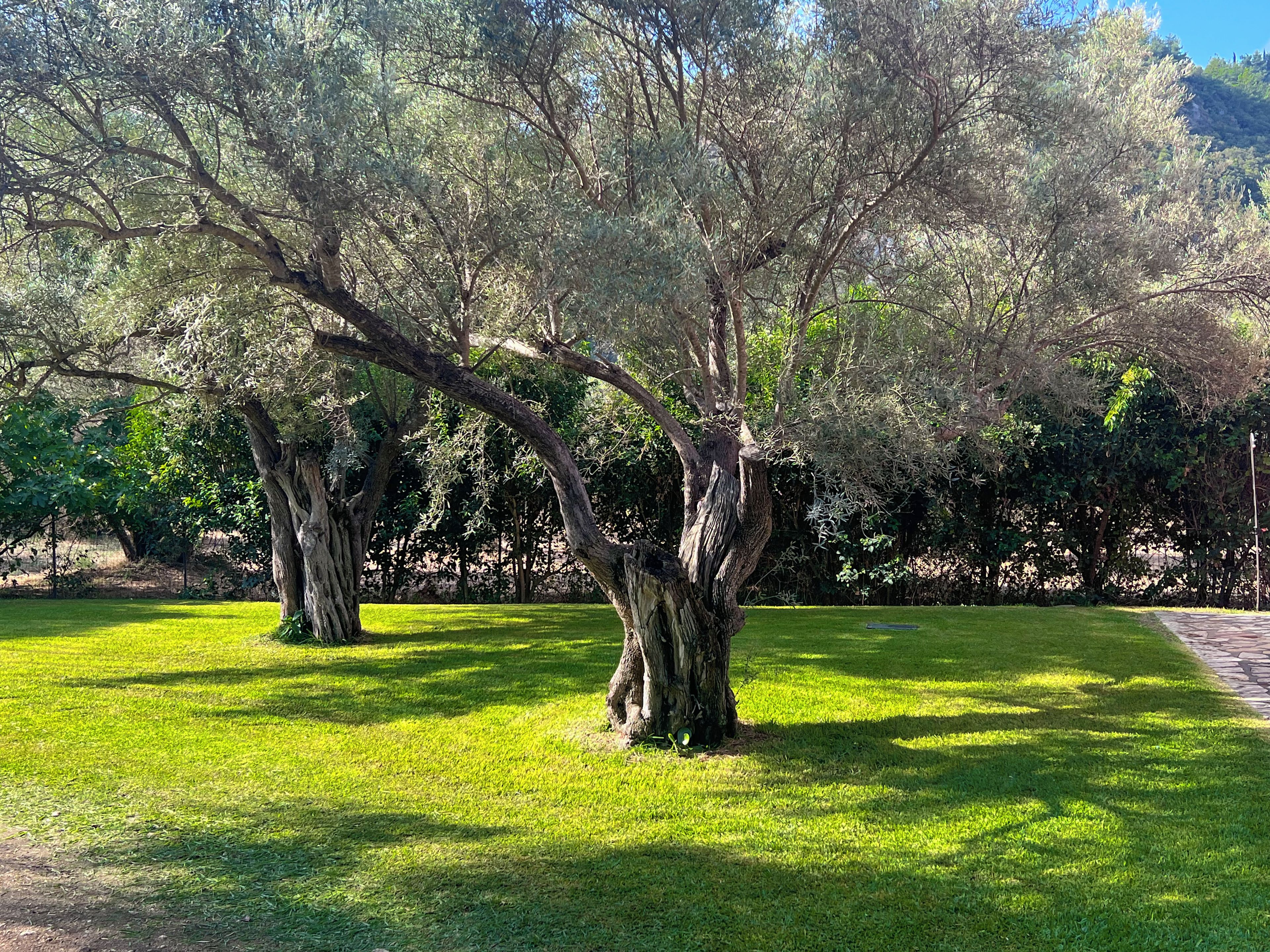 A park with mature trees and a well-maintained grassy area.
