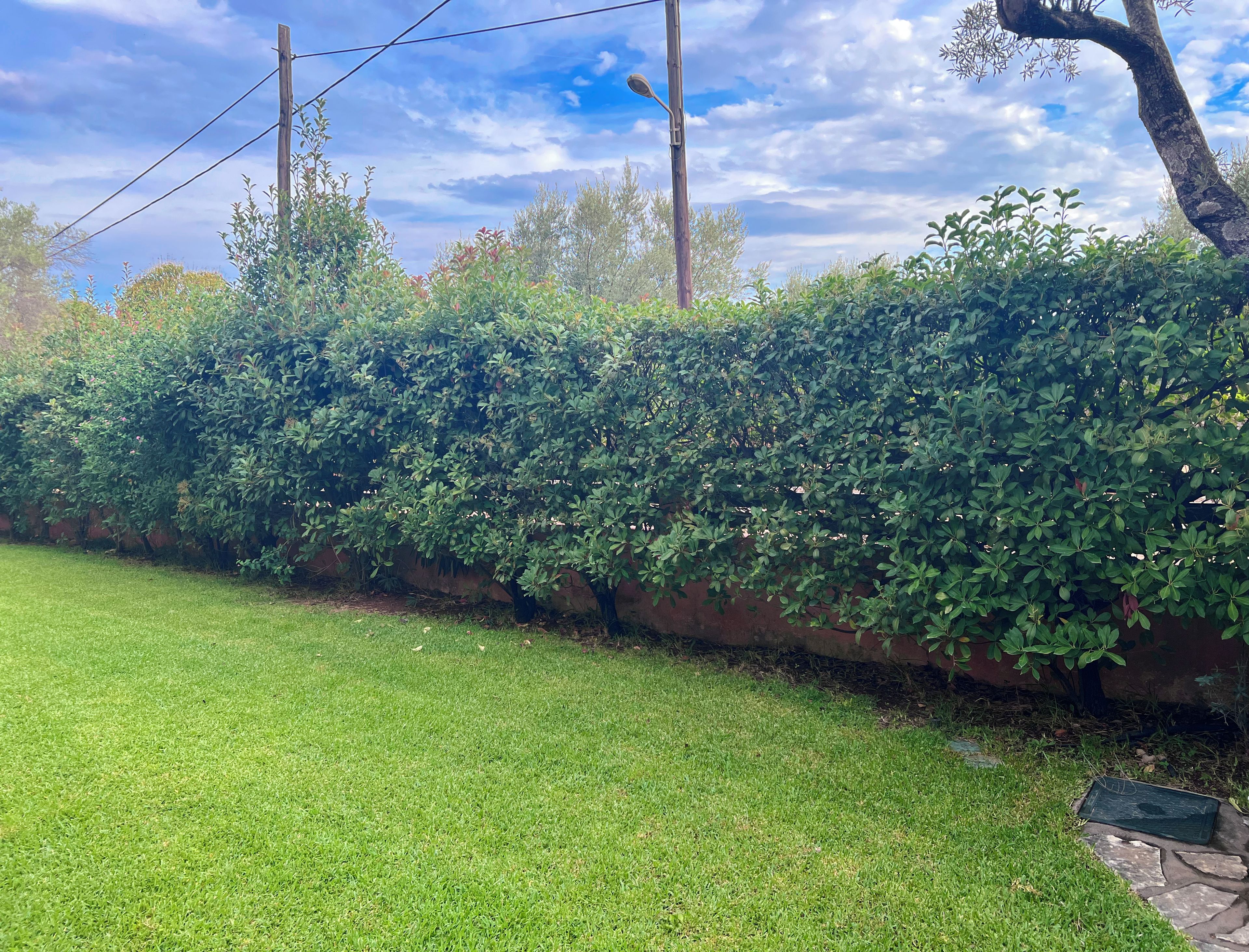 A well-maintained grassy area with a dense hedge and a brick wall.