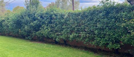 A well-maintained grassy area with a dense hedge and a brick wall.
