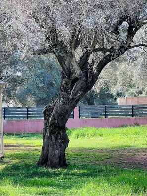 Un grand arbre à l’écorce épaisse et aux branches robustes, entouré d’herbe et d’une clôture.