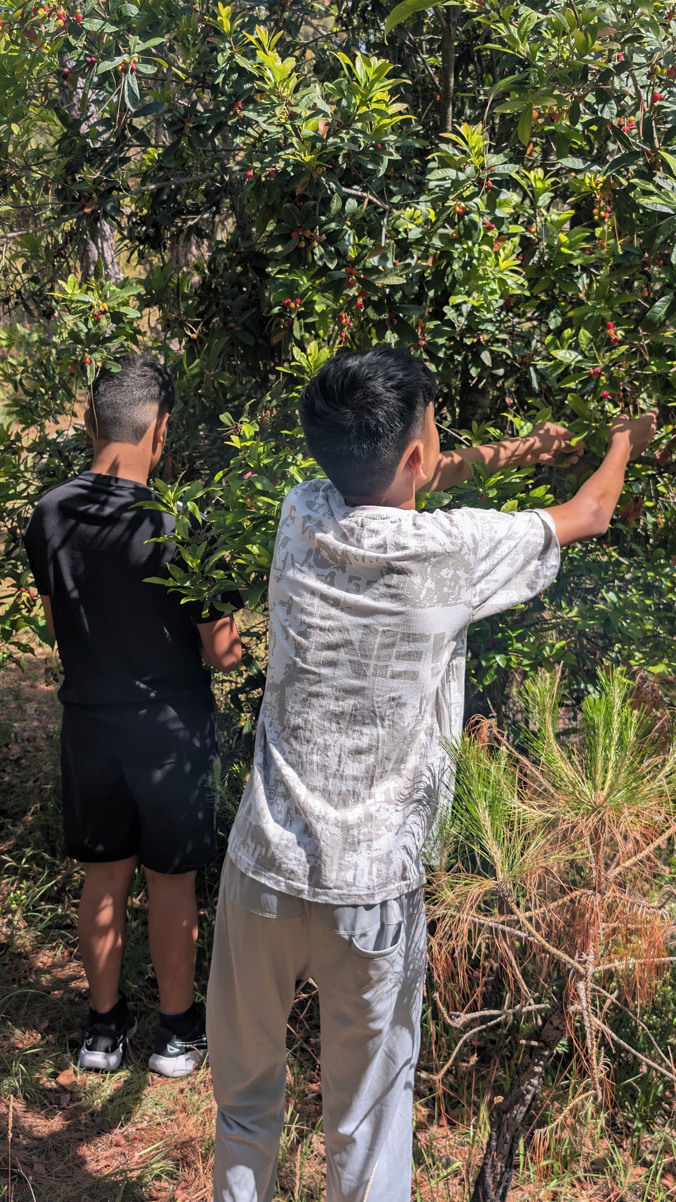 Two individuals in an outdoor setting, one reaching towards a bush with red berries.
