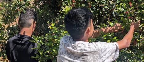 Two individuals in an outdoor setting, one reaching towards a bush with red berries.