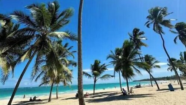 A beach with palm trees and a clear sky. - C5 -307 VISTA CANA / Panorama Lake (Punta Cana)