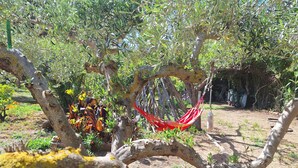 Uma rede pendurada em um galho de árvore em um jardim com diversas plantas e chão de terra.