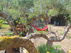 A hammock hanging from a tree branch in a garden with various plants and a dirt ground. - Loft 4 people 80 m² on the Presqu'île de Giens (Var) Vacation rental (Hyères)