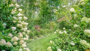 Ein üppiger Garten mit dichtem Blattwerk und Büscheln weißer Blüten.
