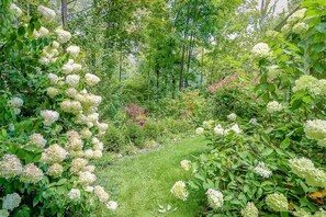 Ein üppiger Garten mit dichtem Blattwerk und Büscheln weißer Blüten.