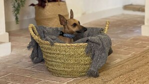 En hund i en flettet kurv på et flisebelagt gulv med en trappe og hylder i baggrunden.