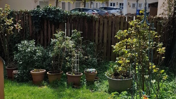 A residential garden with potted plants, a wooden fence, and a green lawn. - Cozy vacation apartment with a beautiful terrace (Bad Windsheim)