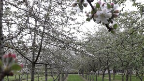 Un verger avec des rangées d’arbres et un sentier bordé d’herbe.
