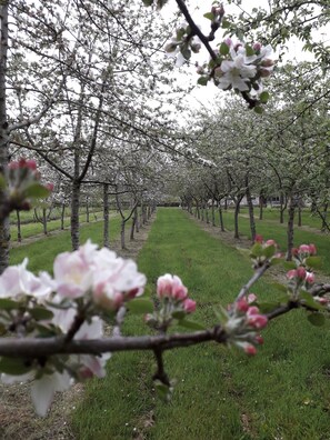 An orchard with rows of trees and a grassy path. - Self-catering cottage near Port-En-Bessin and the D-Day landing beaches (Étréham)