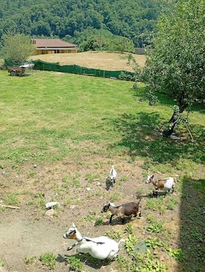 Ländliche Landschaft mit einem Haus, einem eingezäunten Feld und weidenden Ziegen.